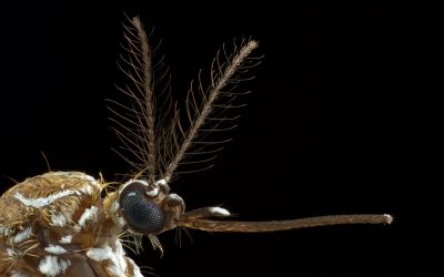Un champignon parasite bloque le paludisme infectant les moustiques