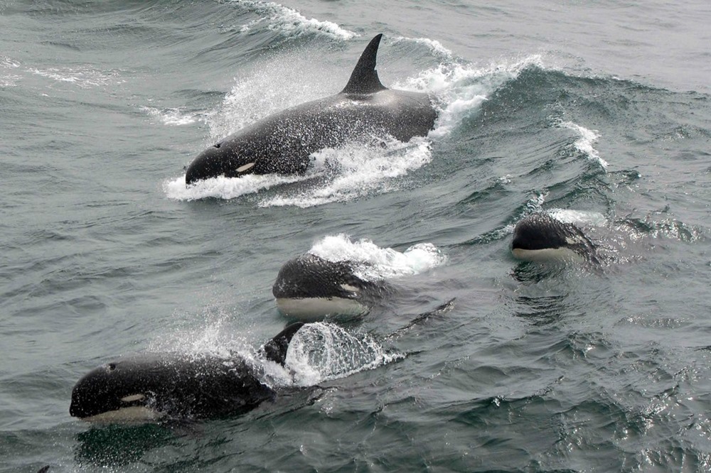 Images en mouvement de ce qui semble être une nouvelle espèce d’orques