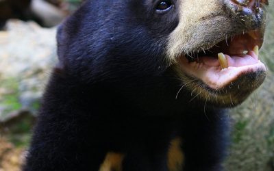 Comme l’humain ou les chiens, l’ours malais imite les expressions faciales de ses congénères