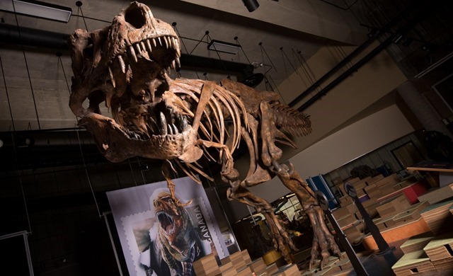 Ce Tyrannosaurus rex est le plus grand prédateur terrestre connu de la science