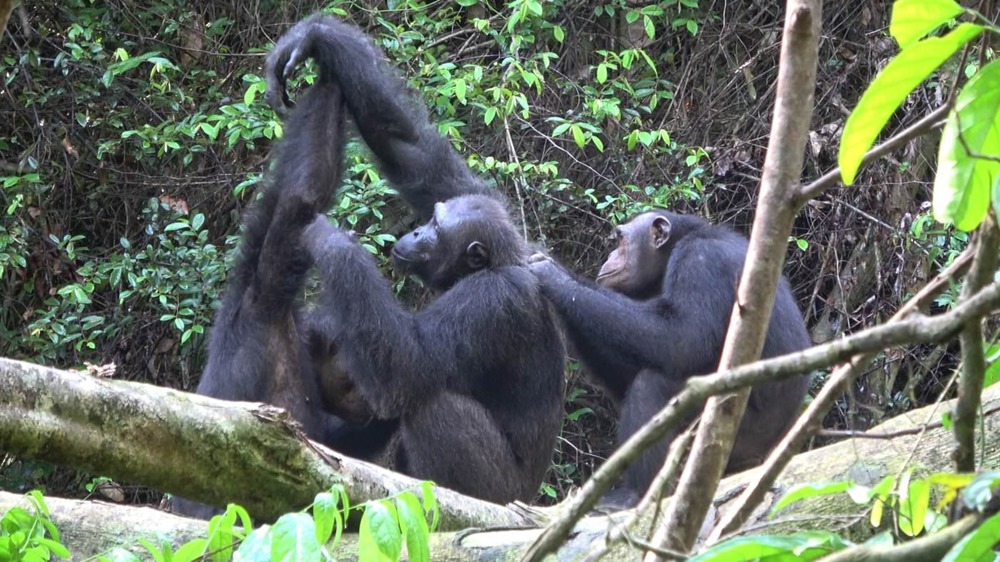 La culture des chimpanzés est anéantie avec leurs habitats