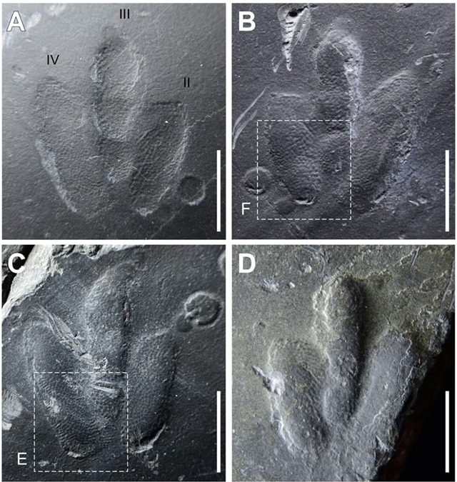 Rare découverte d’empreintes de peau de dinosaure en parfait état de conservation