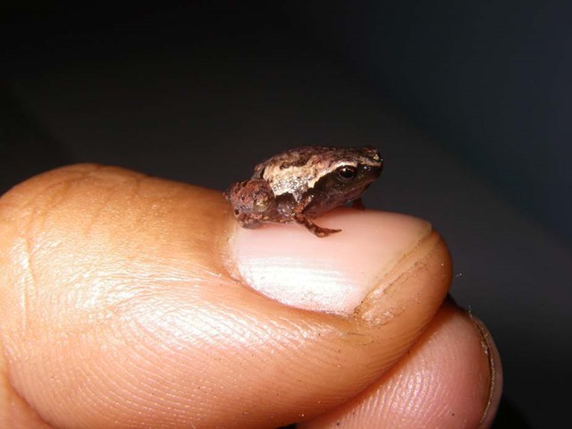 Nouvelles grenouilles miniatures de Madagascar