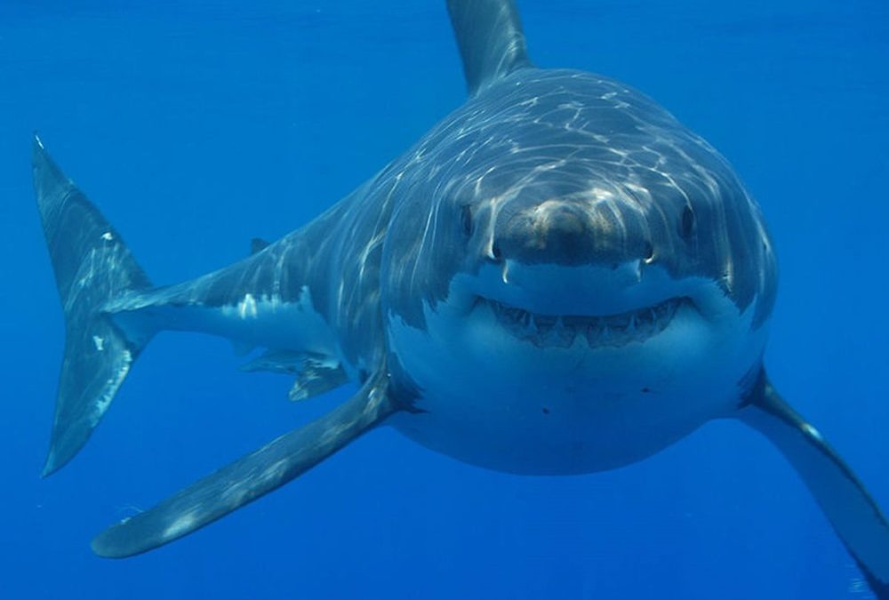 Les grands requins blancs sont capables de tolérer les effets négatifs des métaux lourds