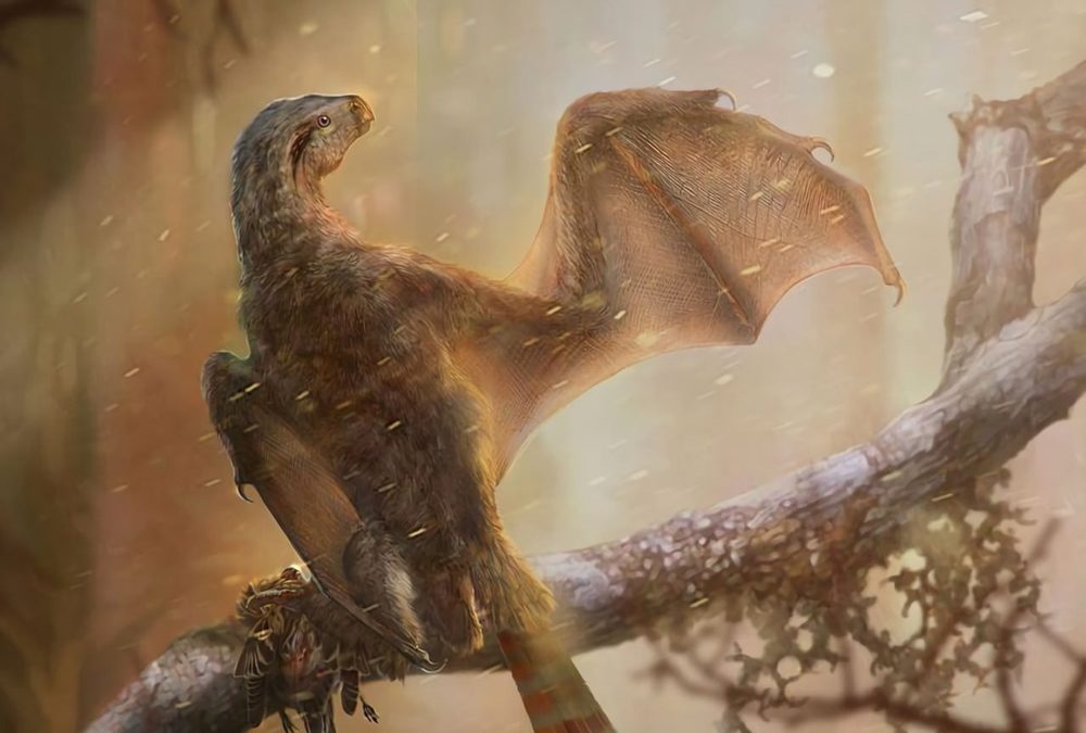 Impasse évolutionnaire : un étrange dinosaure avec des plumes et des ailes de chauve-souris