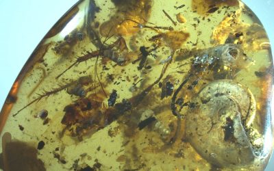 Comment d’anciennes créatures marines ont-elles été piégées dans ce morceau d’ambre ?
