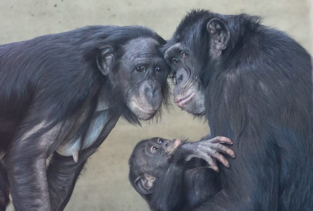 Les mères bonobo feront tout pour que leurs fils leur produisent une descendance