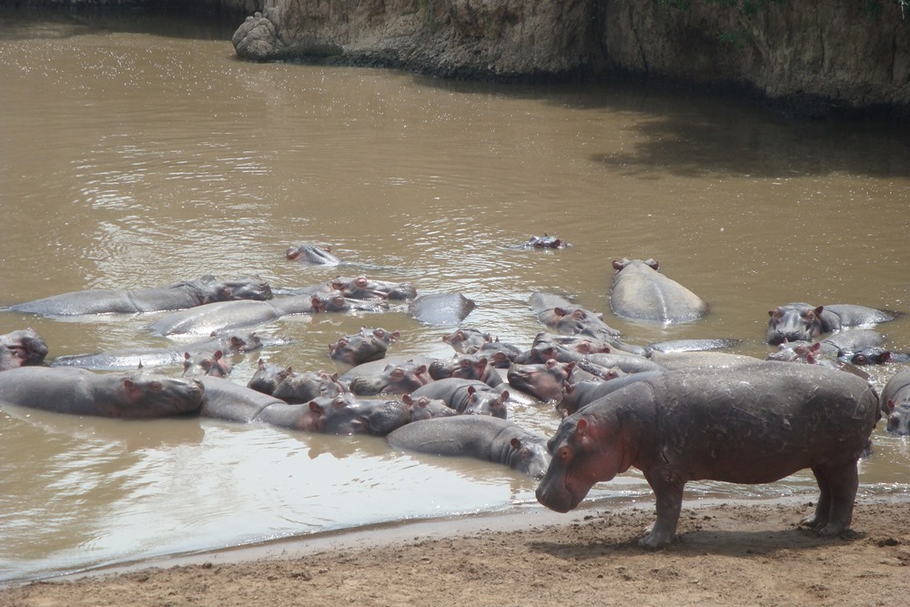 En évacuant énormément de silicium dans leurs excréments, les hippopotames préservent l’habitabilité de notre planète