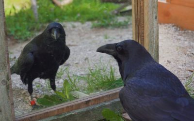Contagion émotionnelle : les corbeaux se transmettent leurs mauvaises humeurs