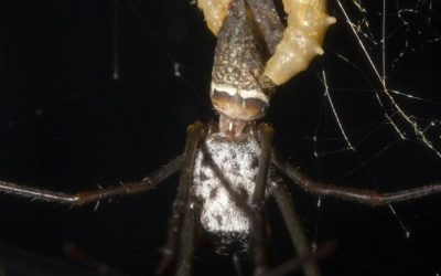 Nous savons désormais comment une guêpe parasite transforme des araignées en esclaves “zombis”
