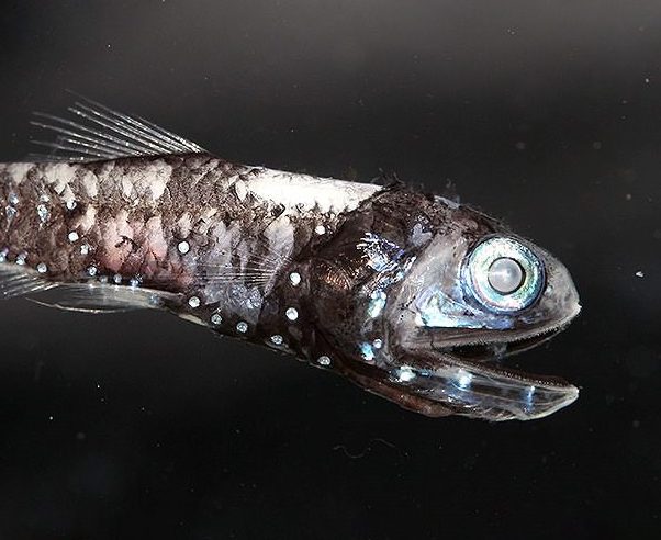 Pourquoi certains poissons des grandes profondeurs sont-ils capables de voir les couleurs ?