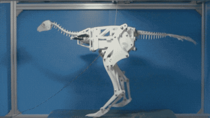 La course de ce robot dévoile une piste possible sur l’évolution du vol chez les dinosaures