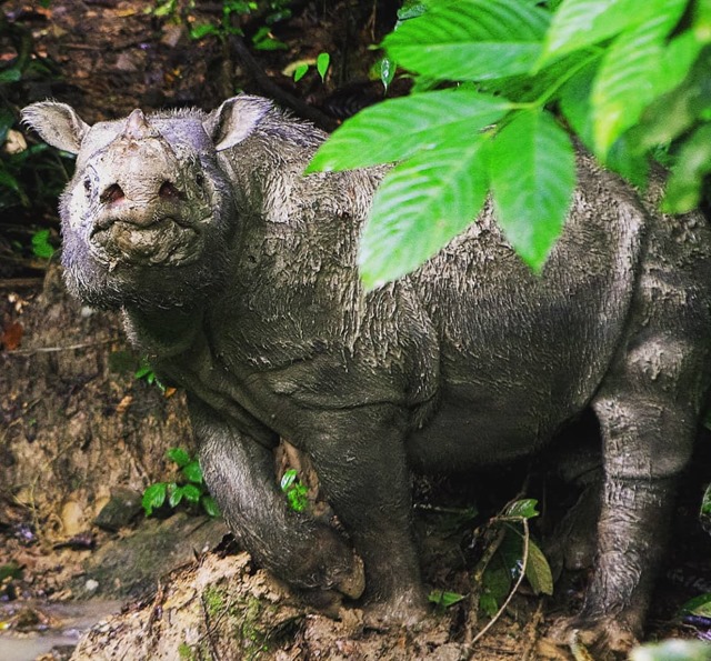 Le dernier rhinocéros mâle de Sumatra en Malaisie est mort
