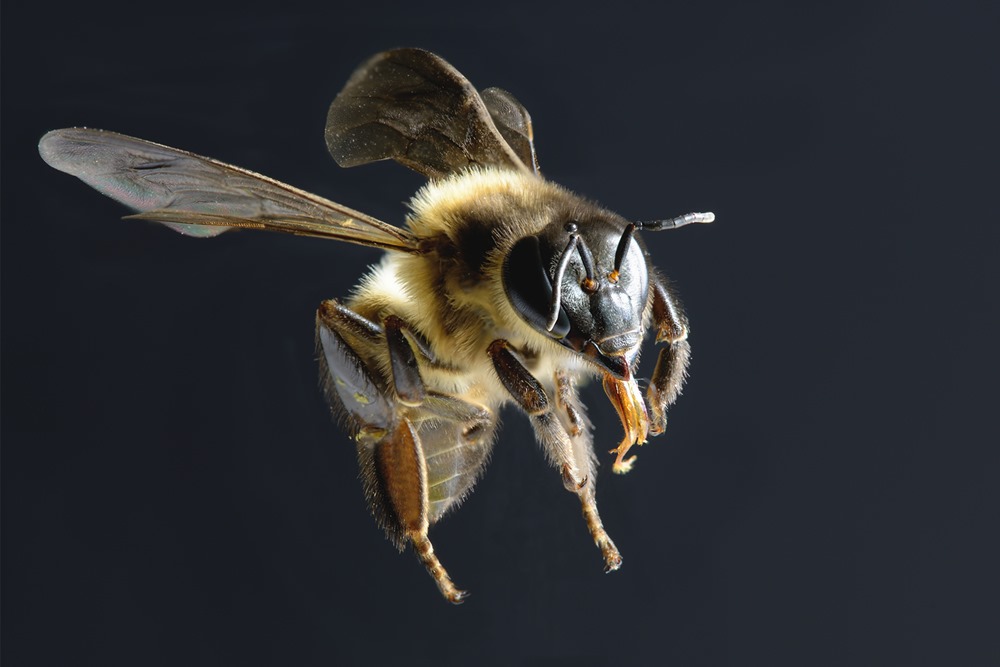 Les abeilles seraient capables de relier les symboles aux nombres