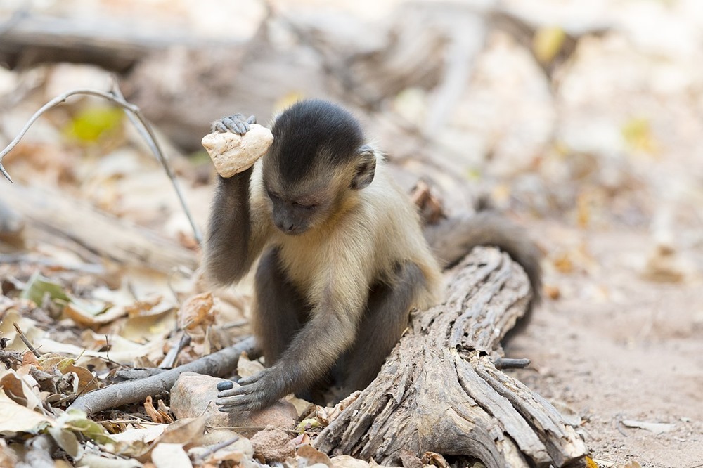 Cela fait 3 000 ans que les singes capucins sont bloqués dans l’Âge de pierre