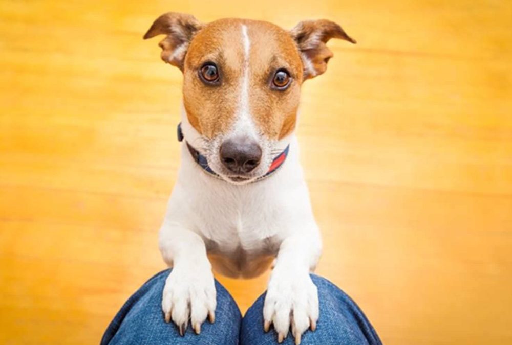 Votre stress doit probablement aussi affecter votre chien