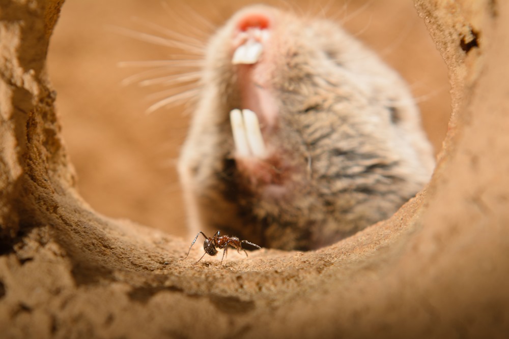 Acide, wasabi et piment n’ont aucun impact sur le rat-taupe africain