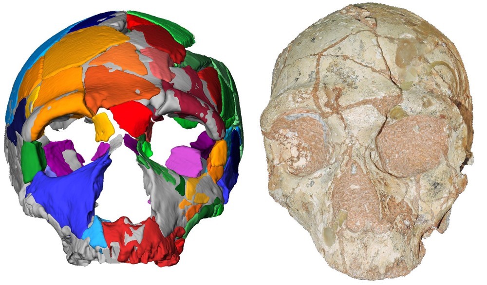 Un ancien fragment de crâne repousse (encore) la date de la présence des premiers humains en Europe