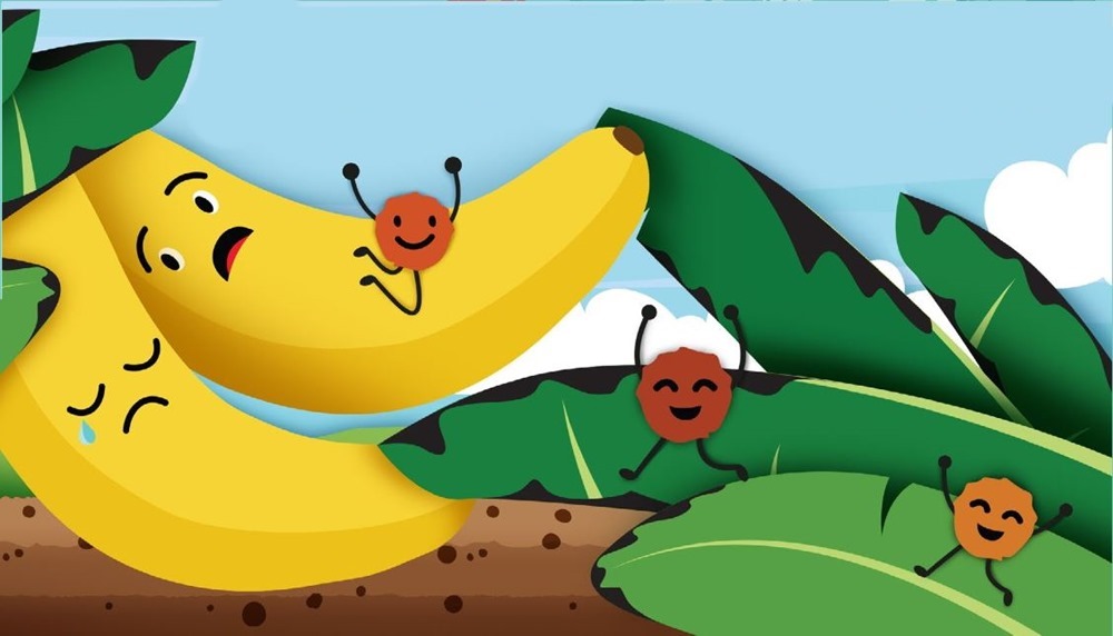 Un peu plus près de l’extinction : le champignon ravageur de la banane débarque en Amérique du Sud
