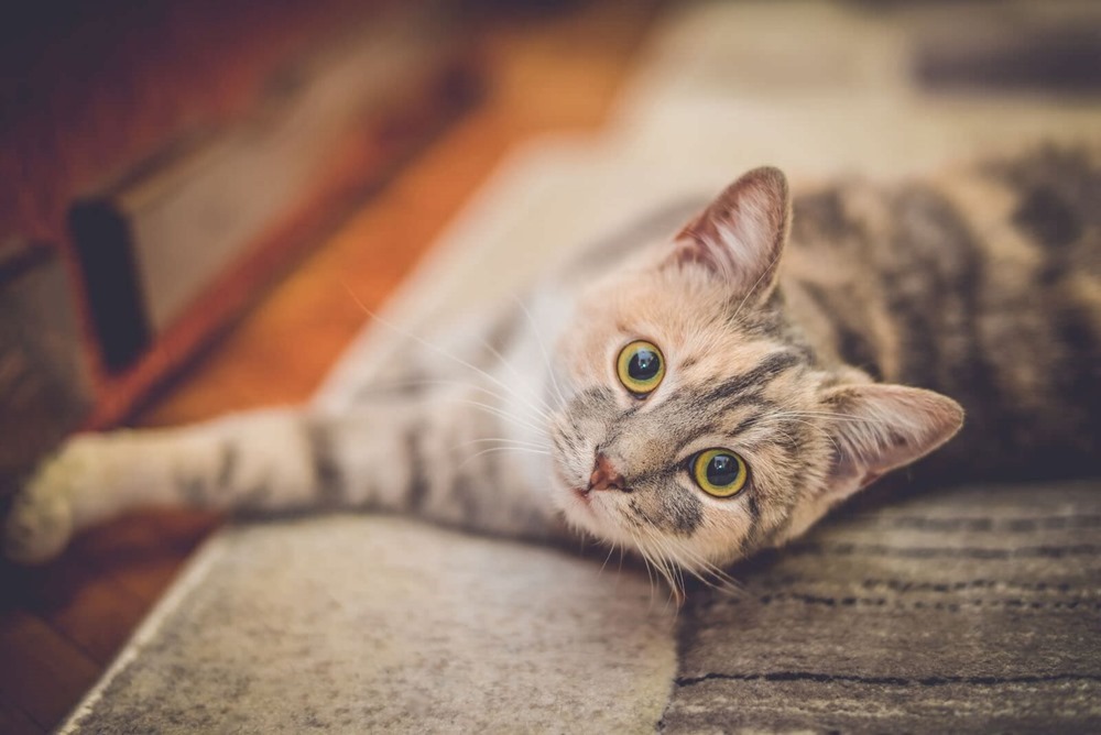 Un nouveau vaccin pourrait bientôt mettre fin aux allergies aux poils de chat