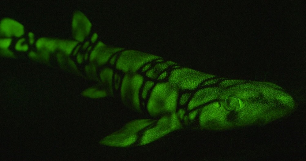 Certains requins brillent dans le noir dans un processus jusqu’alors inconnu de la science
