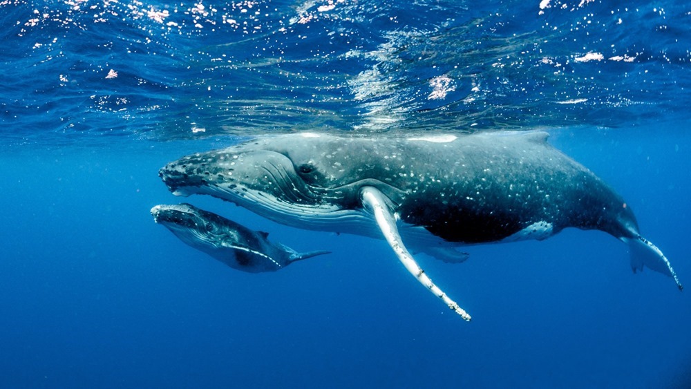 Les baleines capturent l’équivalent de 1 000 milliards de dollars de carbone