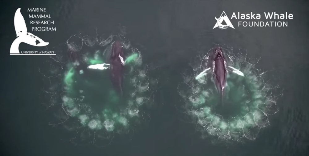 De superbes vidéos de baleines à bosse se nourrissant à l’aide d’un filet à bulles
