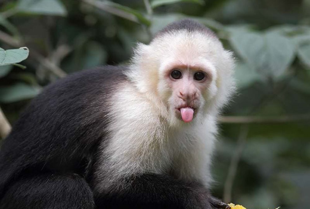Les capucins et les macaques rhésus ont une plus grande flexibilité cognitive que les humains