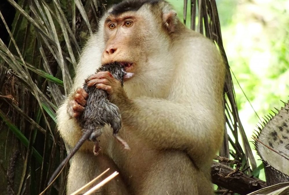 Antiparasites… parasites : en consommant des rats, ces macaques représentent un bon compromis pour les agriculteurs malaisiens