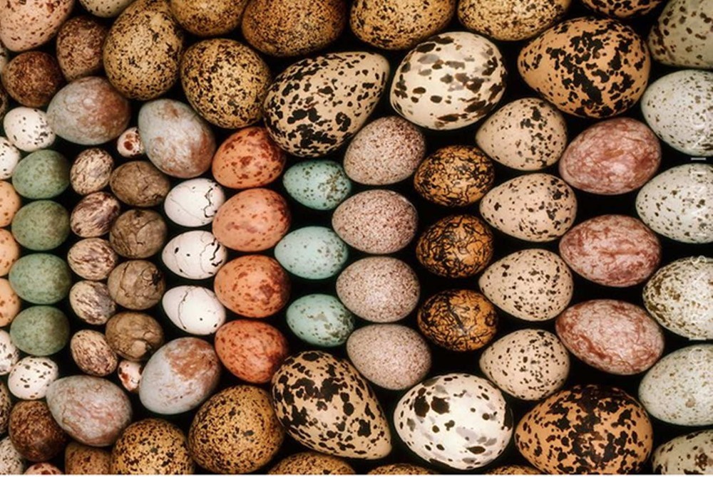 Pourquoi les œufs d’oiseaux sont-ils de différentes couleurs ?