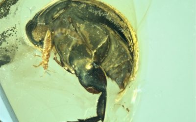 Un insecte piégé dans de l’ambre repousse la pollinisation par les insectes de 50 millions d’années