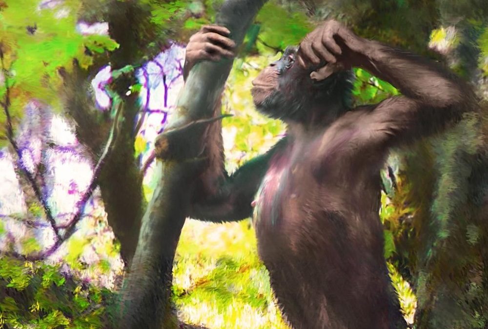 Un nouvel ancêtre de l’humain qui a appris à marcher debout dans les arbres