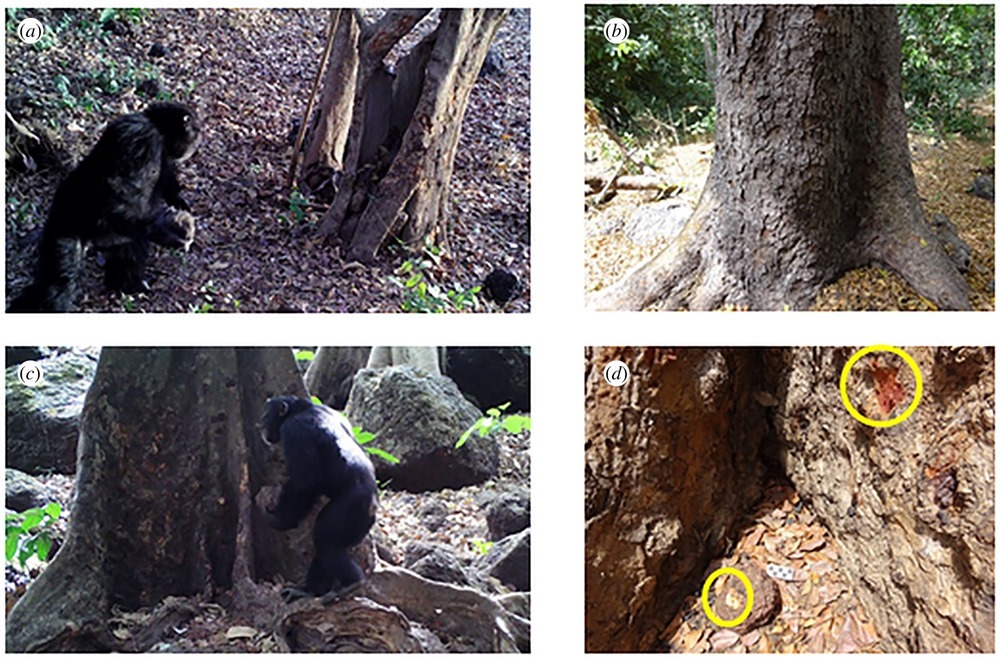 Des chimpanzés ont un étrange rituel qui consiste à projeter des pierres sur des troncs d’arbres spécifiques