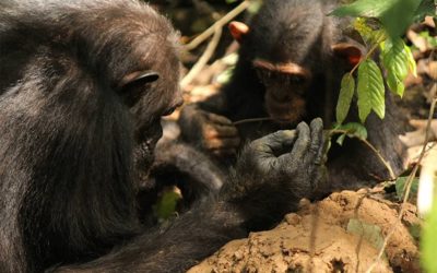Les chimpanzés qui utilisent des outils pour des tâches complexes seront plus à même de transmettre leurs savoir-faire