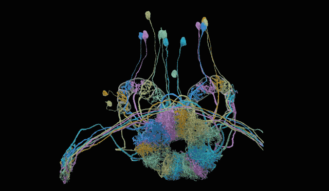 12 ans plus tard : une carte en 3D incroyablement détaillée des connexions cérébrales de la mouche des fruits
