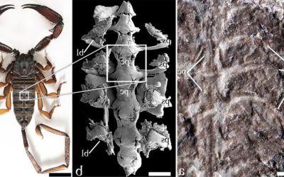 Le plus ancien scorpion connu fut un précurseur de la vie sur la terre ferme
