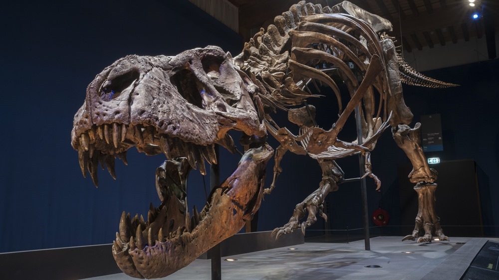 Juste des adolescents : des Tyrannosaurus Rex nains n’existaient apparemment pas