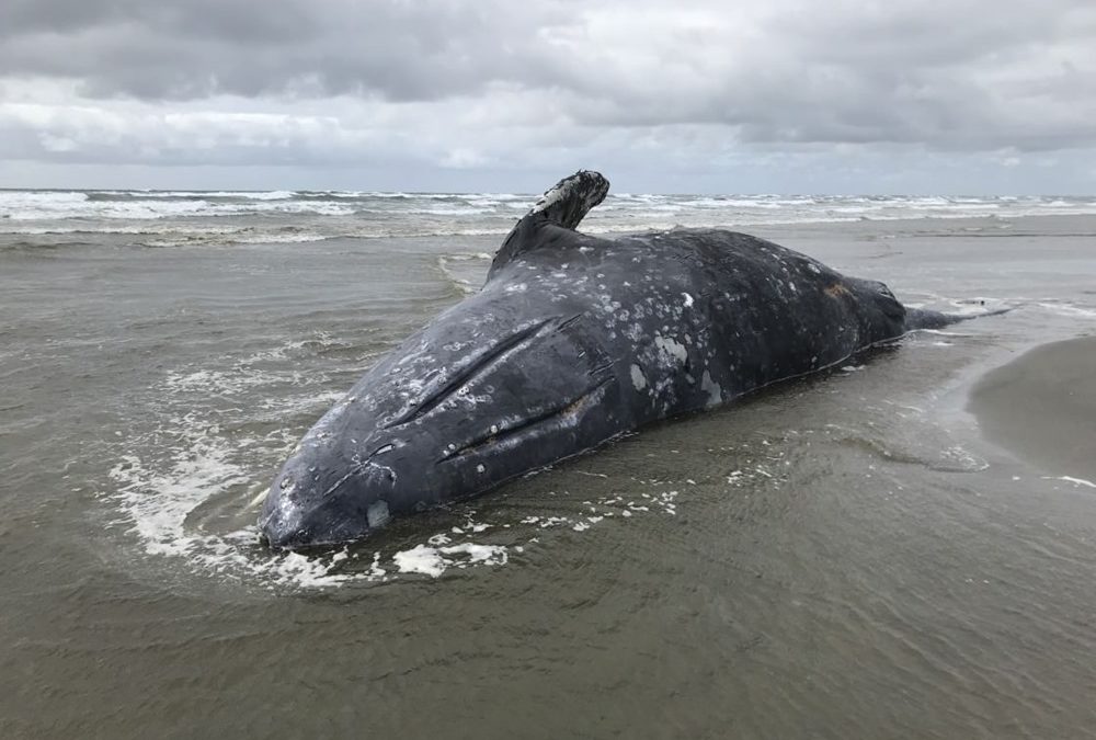 Échouage : les baleines pourraient être aveuglées et désorientées par des tempêtes solaires