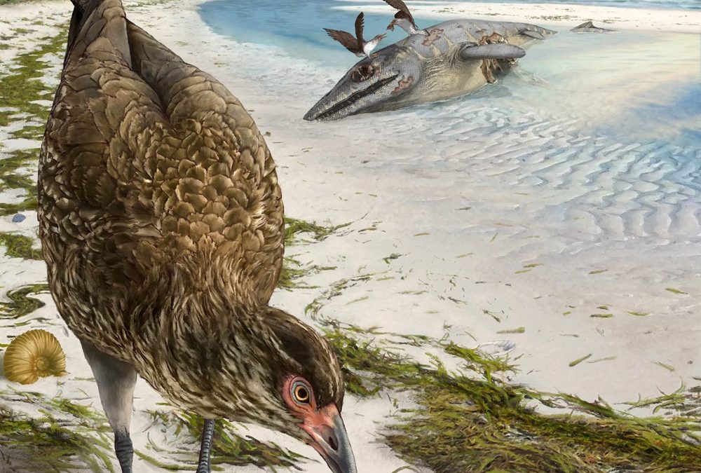 “Merveilleux poulet” : un fossile révèle le crâne du plus ancien oiseau moderne connu