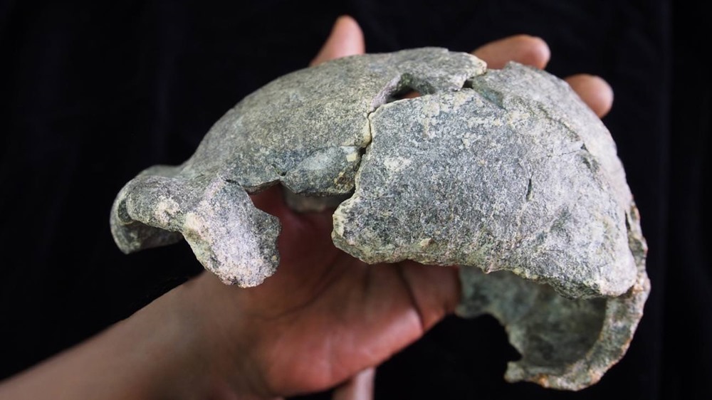 Variations de crânes et de compétences chez l’Homo erectus