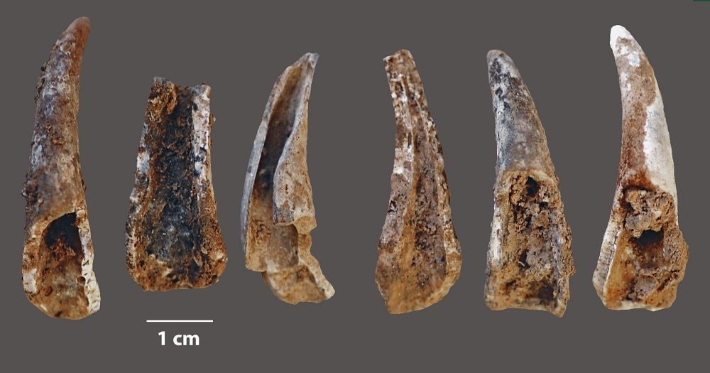 Les Néandertaliens d’Europe se nourrissaient de fruits de mer frais, ce qui aurait stimulé leur cerveau