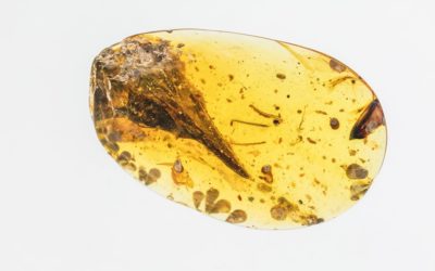 Juste un lézard : ce n’était finalement pas le plus petit dinosaure qui était conservé dans ce morceau d’ambre de 99 millions d’années