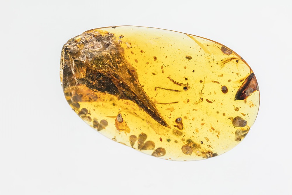 Crâne d’un dinosaure de la taille d’un colibri conservé dans de l’ambre de 99 millions d’années