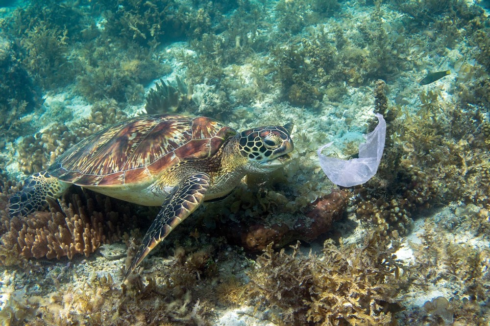 L’odeur du bio-encrassement : pourquoi les tortues confondent-elles le plastique avec leur nourriture ?