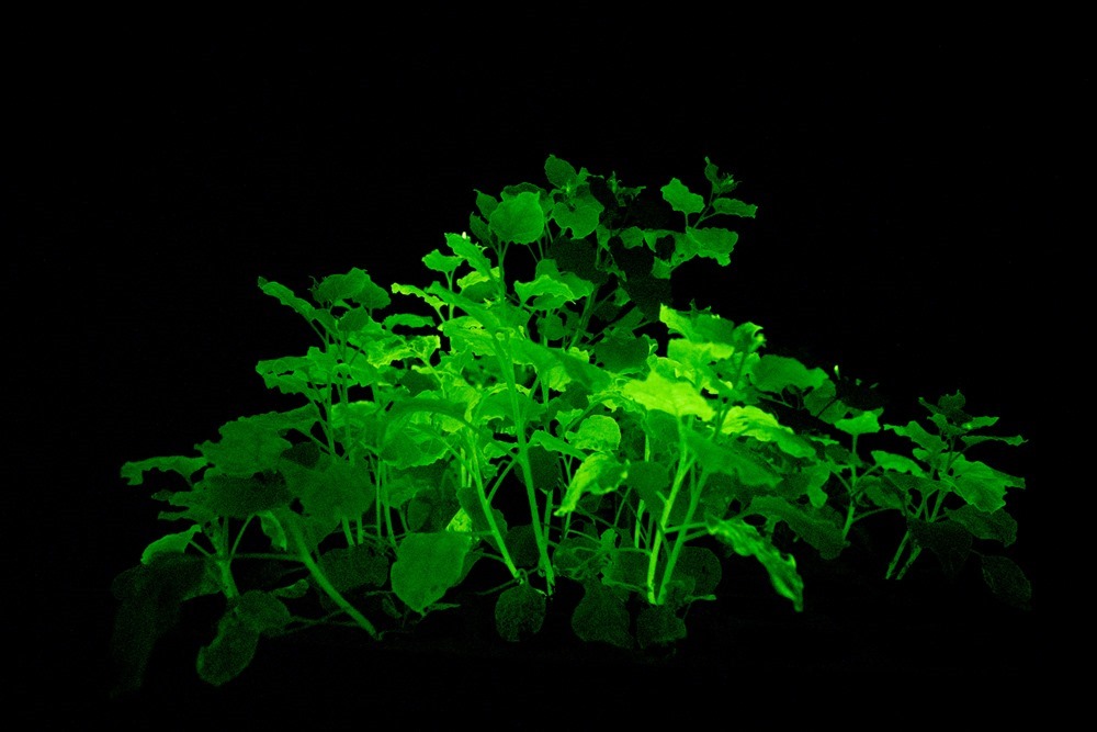 Bientôt chez vous ? : des scientifiques créent des plantes lumineuses en utilisant l’ADN de champignons bioluminescents