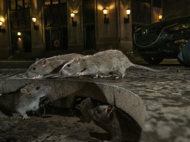 Le confinement pousse les rats au cannibalisme et à l’infanticide