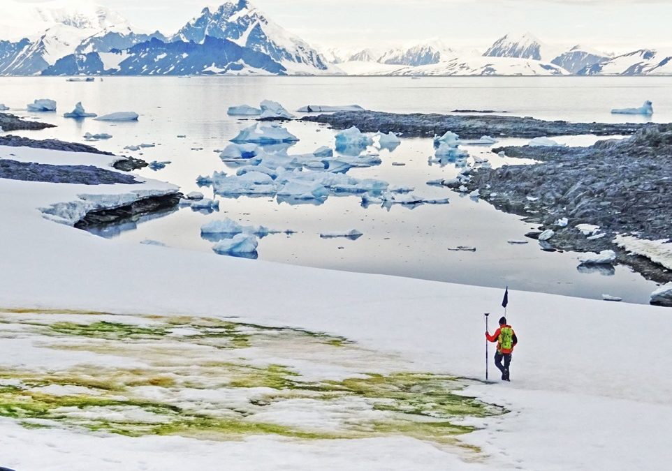 Le changement climatique entraîne une prolifération d’algues à la surface de la neige de l’Antarctique
