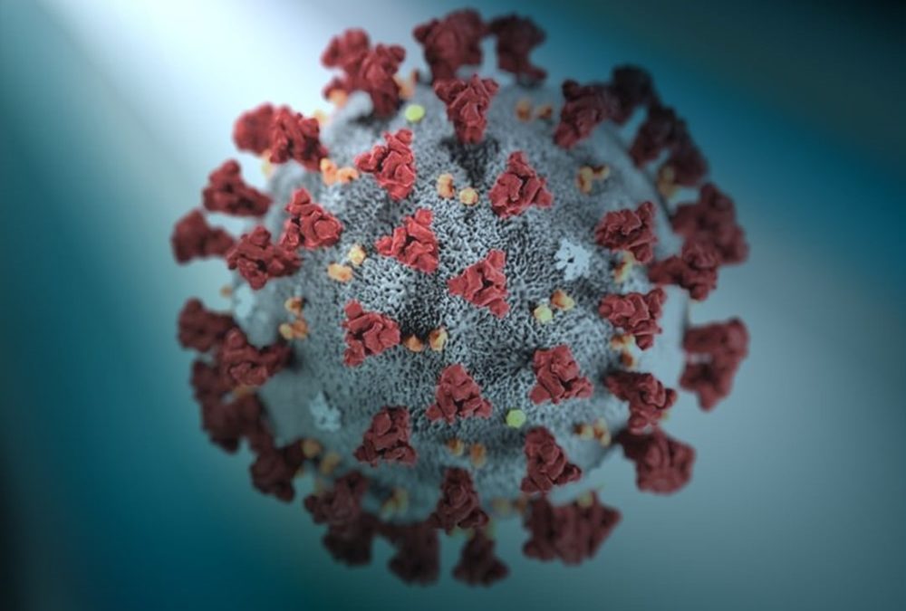 De récentes recherches montrent que l’immunité à la COVID-19 dure au moins 8 mois
