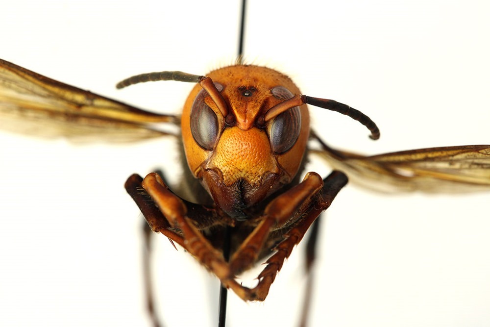 Apparition du frelon-géant, exterminateur d’abeilles domestiques, aux États-Unis