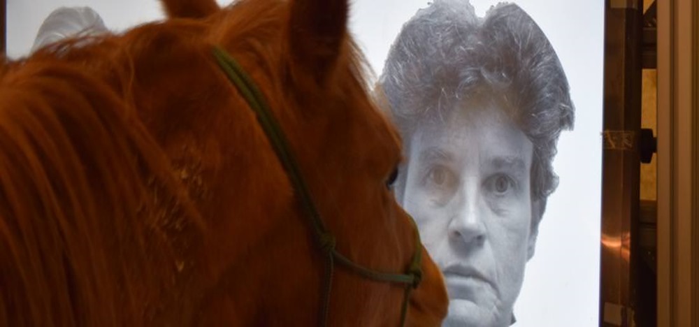 Les chevaux peuvent reconnaître les photos de leurs soigneurs